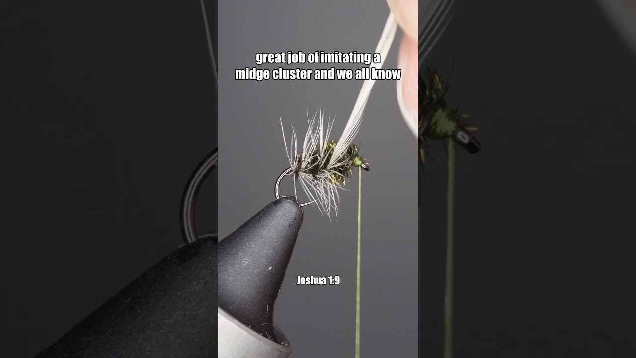 Griffith's Gnat