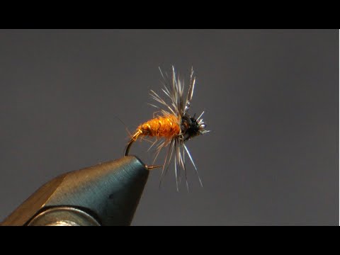 Breadcrust Nymph