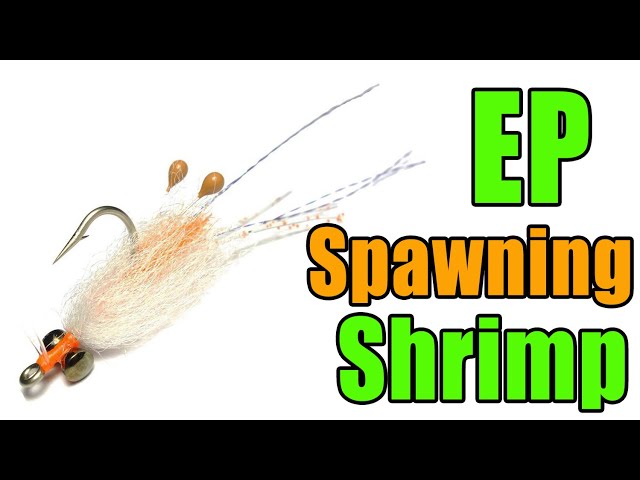 Puglisi Spawning Shrimp