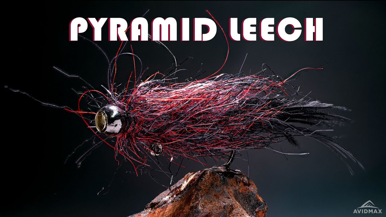 Pyramid Leech