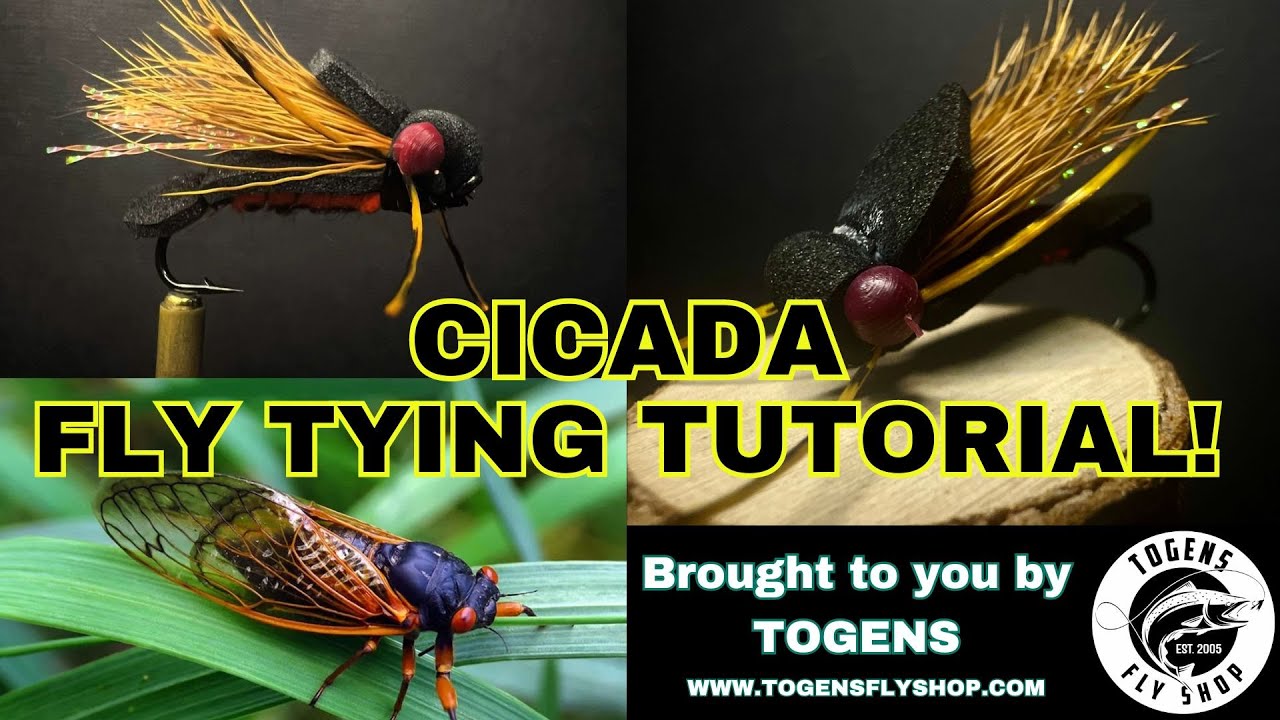 Cicada Pattern